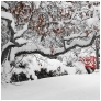 slides/Snowy Sussex Garden.jpg snow,winter,horsham,west sussex,december 2010,simon parsons,sussex landscape photography,red,black and white images,trees,seed pods Snowy Sussex Garden